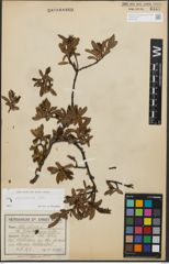 Foto von Salix kitaibeliana Willd.